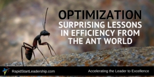 Optimization - Surprising Lessons in Efficiency From the Ant World