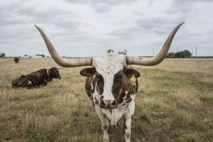 Finding the Right Direction: Texas Longhorn