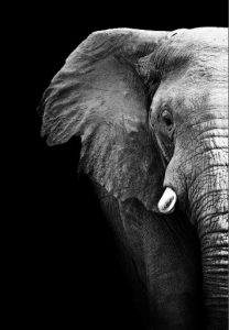 Leading Former Peers - Elephant in the room